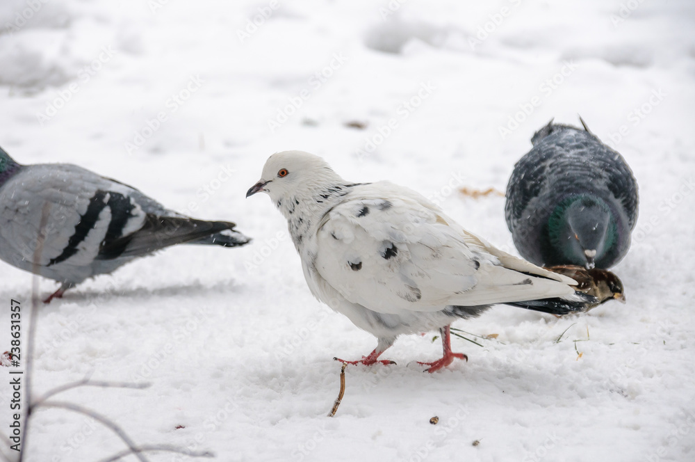 White Dove In The Snow In The Winter - Kiev, Ukraine White Dove In The Snow In The Winter - Kiev, Ukraine