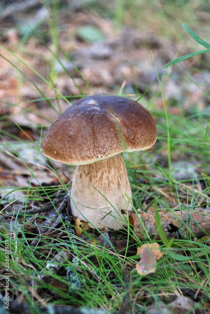 porcini autumn in the forest. Mushroom in foliage close up porcini autumn in the forest. Mushroom in foliage close up