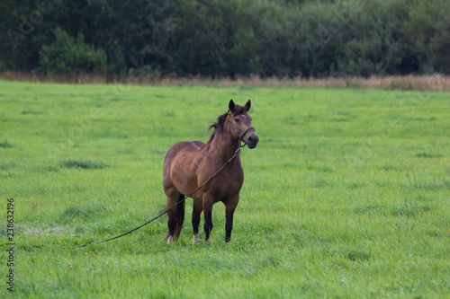 Brown horse walks in the field. Horse feed.