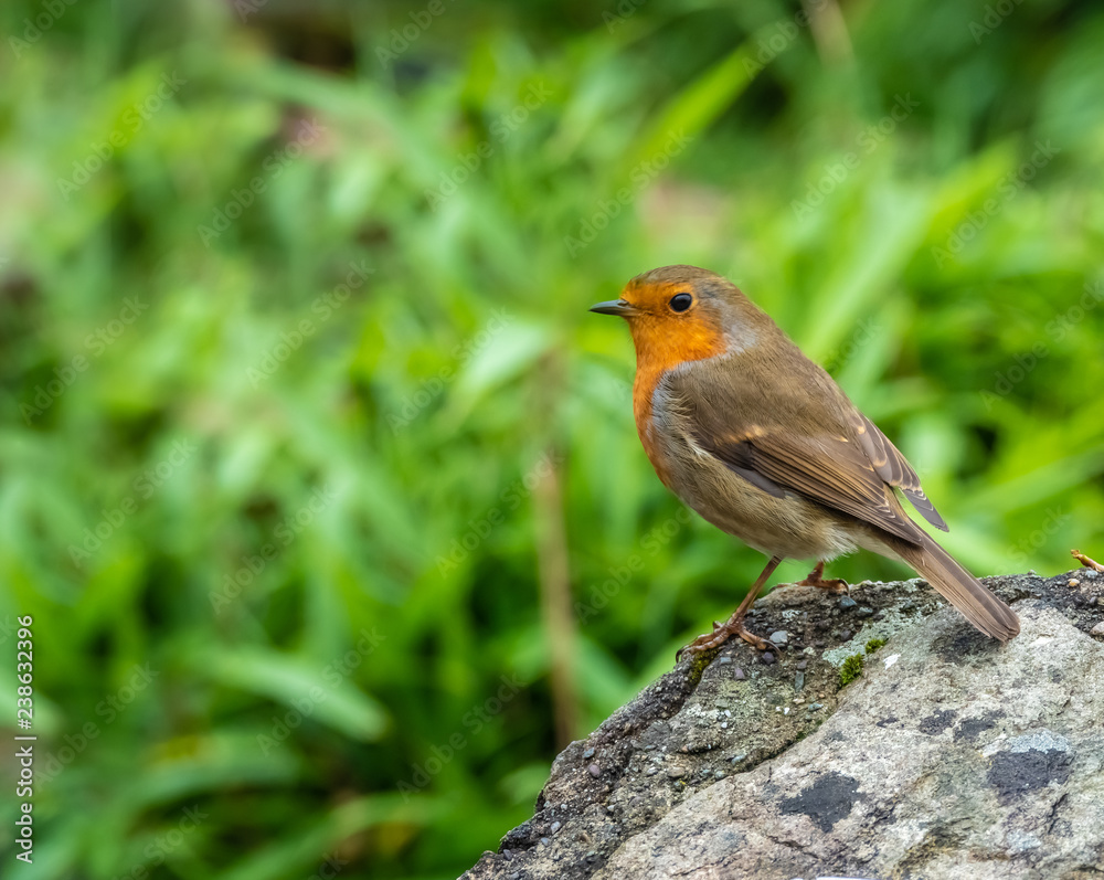 Fototapeta premium Robin (Erithacus rubecula) close-up, Dinis cottage, Meeting of the Waters, Killarney National Park, County Kerry, Ireland.