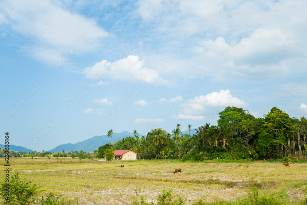Rice field on Langkawi island