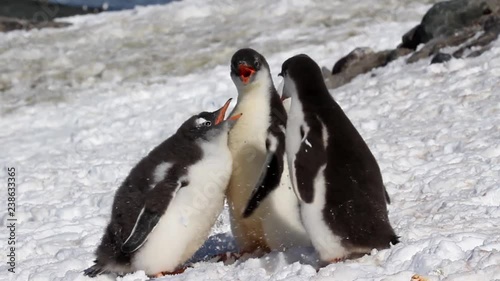 Penguins Coutship Gentoo penguins on the shore of Antarctica Courtship and playing ritual photo