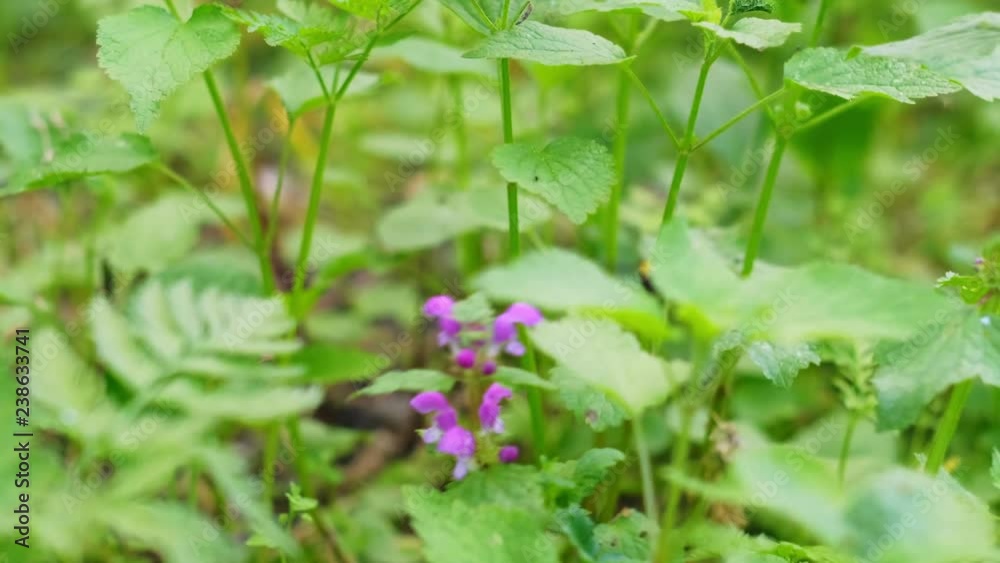 Green lush grass, plant with purple flowers on nature background. Bee flying and sits on leaf in park or forest. Close-up portrait of insect on plant. Spring or summer natural background. Green lush grass, plant with purple flowers on nature background. Bee flying and sits on leaf in park or forest. Close-up portrait of insect on plant. Spring or summer natural background.