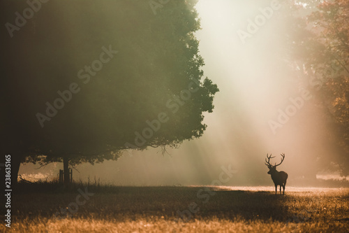 Red deer looking left under a giant oak in the autumn with orange light rays shining behind it