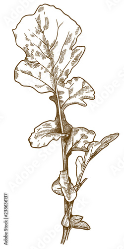 engraving illustration of arugula rocket salad