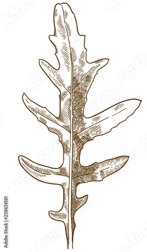 engraving illustration of arugula wild rocky
