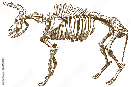 engraving illustration of aurochs