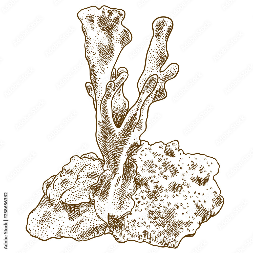 Fototapeta premium grawerowanie ilustracji korala błękitnego