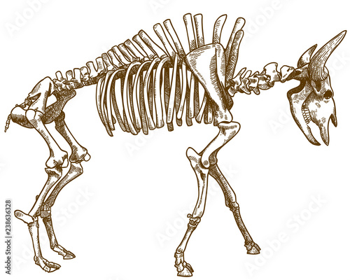 engraving illustration of bison skeleton