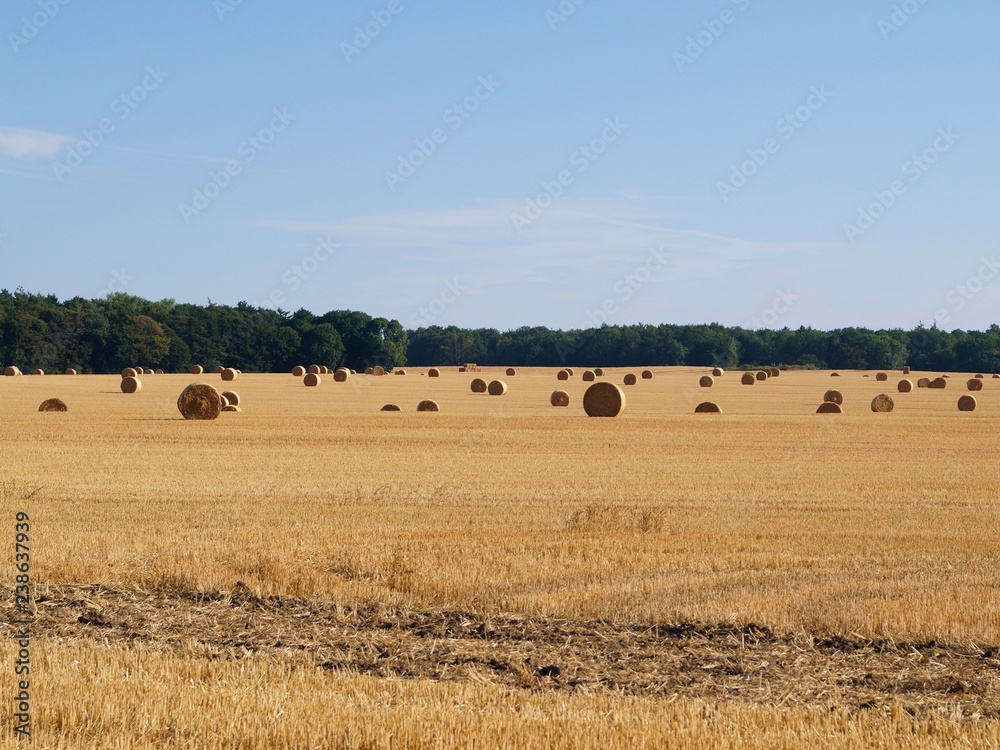 Harvested field agriculture with straw bales