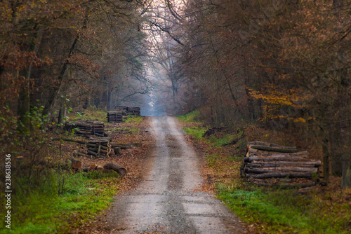 Autumn forest - Niepolomice Forest