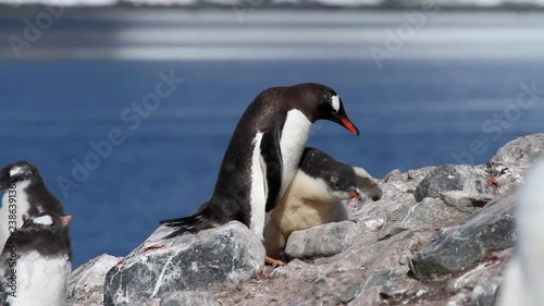 Gentoo Penguins feeding Gentoo penguins on the shore of Antarctica playing and feeding photo