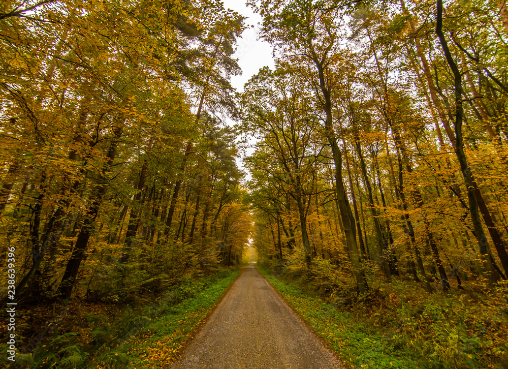 Fototapeta premium Autumn forest - Niepolomice Forest