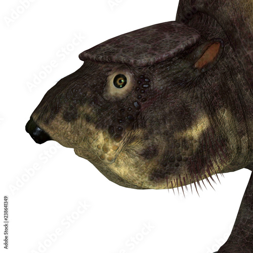 Glytodont Mammal Head - Glyptodont was a herbivorous mammal that lived in North America during the Pleistocene Period. photo
