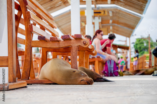 Gorgeous seal in the fish market sleeping with some tourists in the background  located in the city of Puerto Ayora in Galapagos