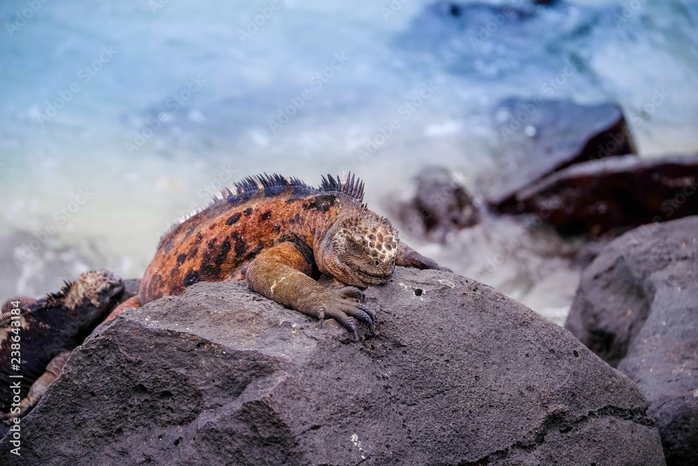 Outdoor view of gorgeous orange marine iguana resting on the rocks at Galapagos islands