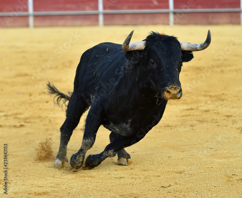 black bull in spain