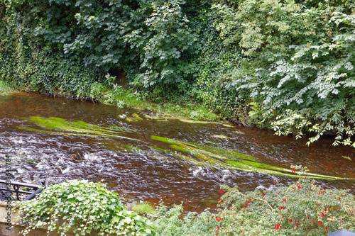 Fototapeta Naklejka Na Ścianę i Meble -  Algae in the Water of Leith