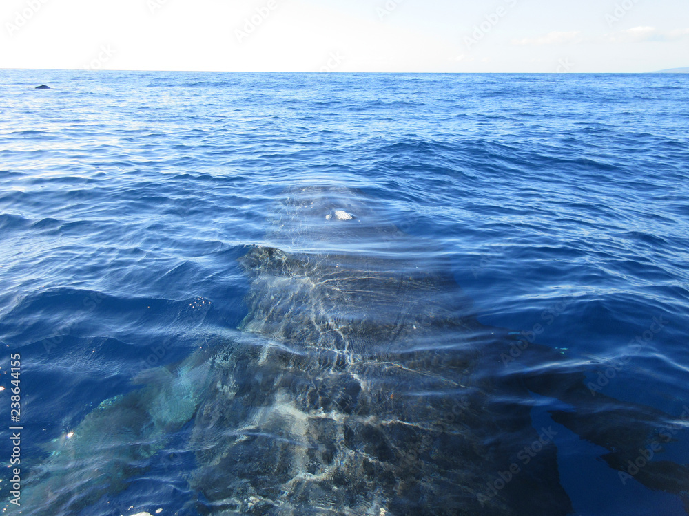 Humpback Whale Back