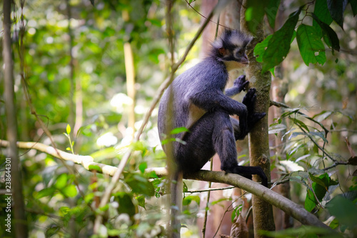 Thomas's Leaf monkey profile