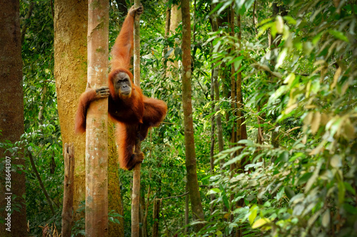 Jumping wild orangutan