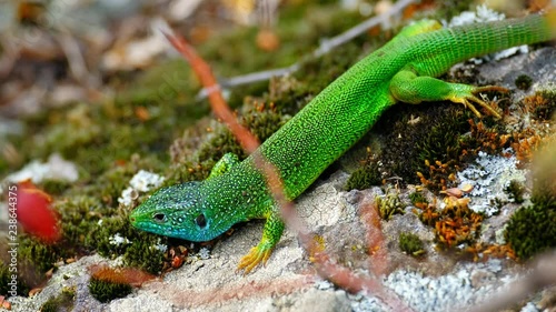 Green and blue lizard lies on stone rock and runs away. Wild nature and animal wildlife in natural environment. Reptile iguana on mountain surface.