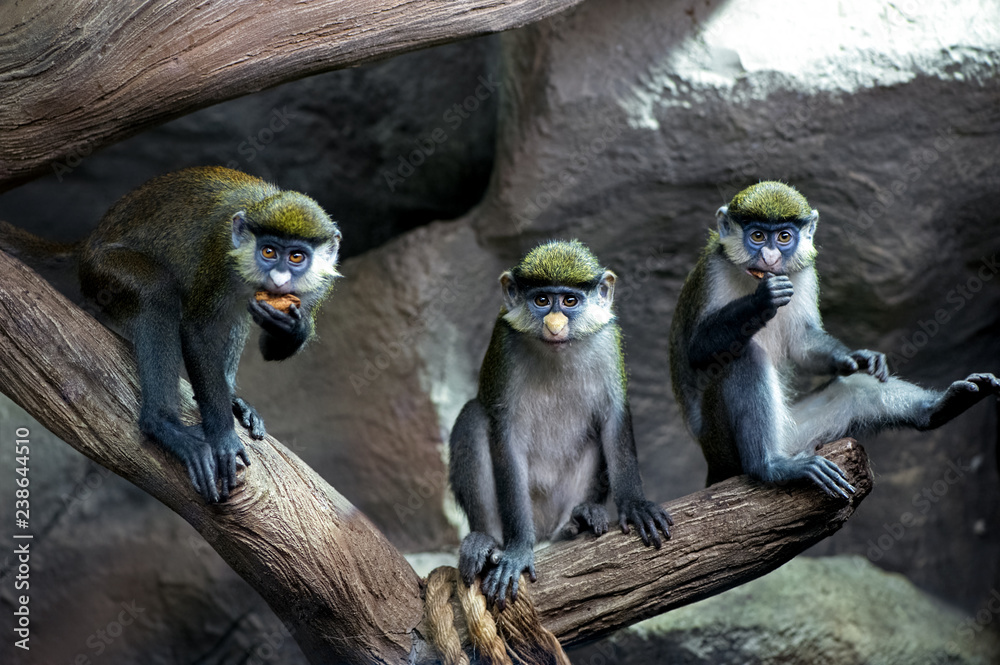 The monkey gate hi-res stock photography and images - Alamy