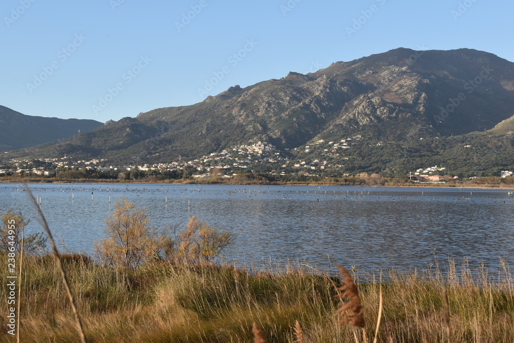 landscape with the lake and birds