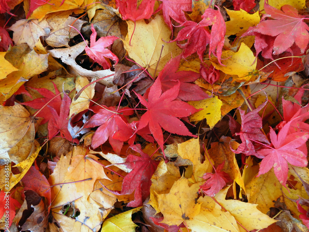 Obraz premium Yellow and Red Autumn Leaves