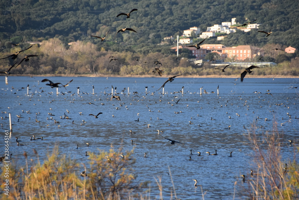landscape withe the lake and birds
