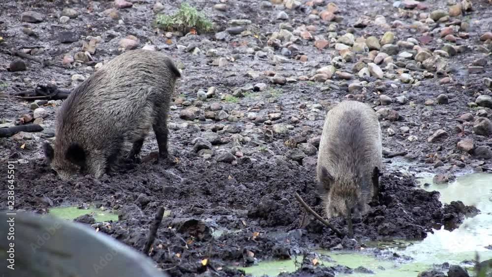 Wildschweine wühlen im matschigen Untergrund, full HD 1080p Video Footage 25 fps