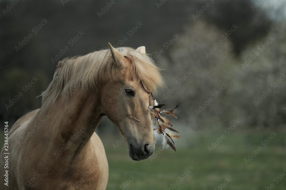 Obraz premium Fairy horse