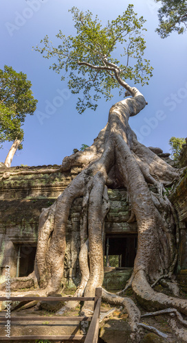 Ta Prohm temple at Angkor, built in the Bayon style in the 13th century and originally called Rajavihara, it was founded by the Khmer King Jayavarman. Siem Reap, Cambodia.