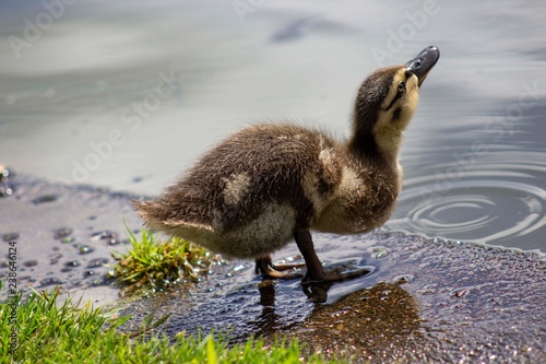 baby duck