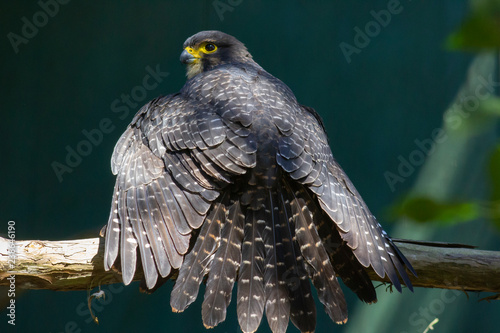 NZ Falcon Karearea