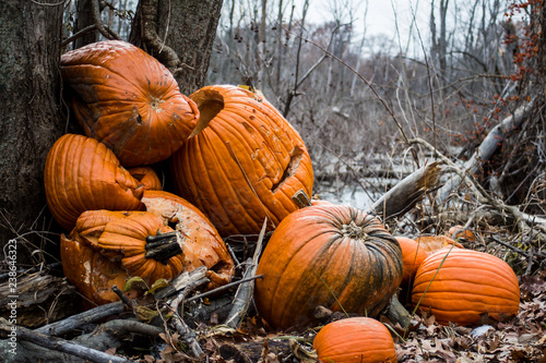 Pile of discarded pumpkins left in the woods after the Halloween season ends