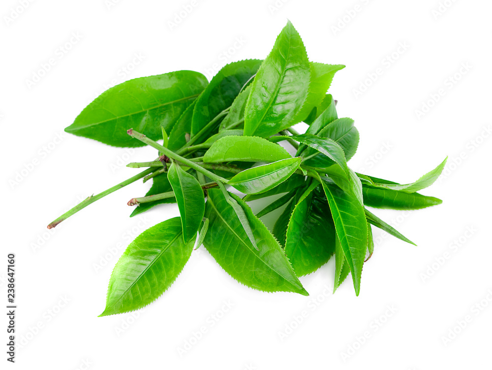 green tea leaf isolated on white background green tea leaf isolated on white background