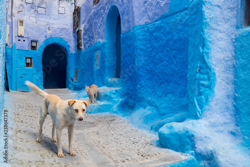 Africa,Morocco, Chefchaouen or Chaouen. Dog and cat greet each other. © emily_m_wilson