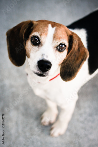 Beagle mix dog looking up