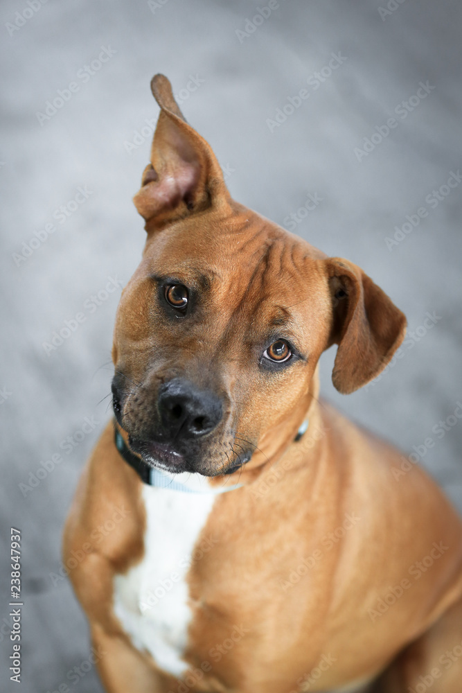 Cute tan pit bull mix dog with cocked ear on light gray background