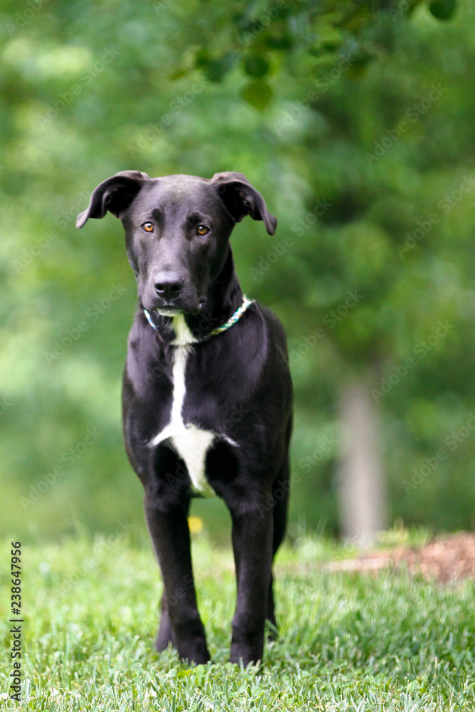 Glossy black lab mix dog standing outdoors with green background Glossy black lab mix dog standing outdoors with green background
