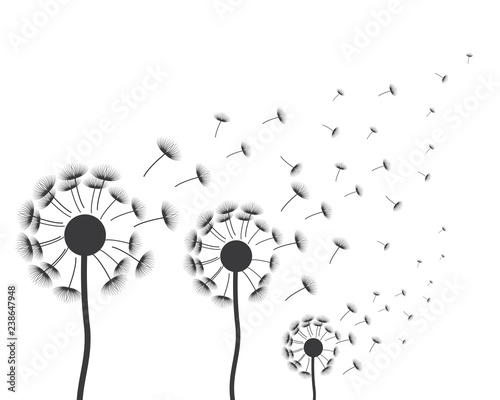 Fototapeta Naklejka Na Ścianę i Meble -  Dandelion vector illustration design