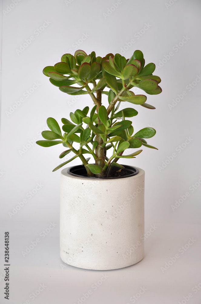 Concrete planter cylinder Concrete planter cylinder