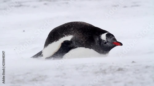 Penguin in the snow Gentoo penguin in the storm of Antarctica