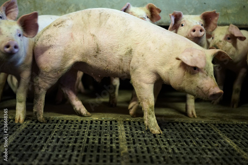 Group of pigs in farm stable. photo