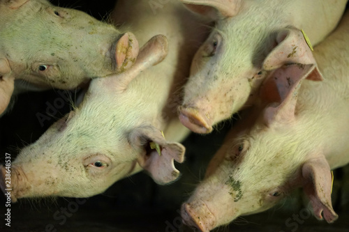 Many young pigs in the farm. photo