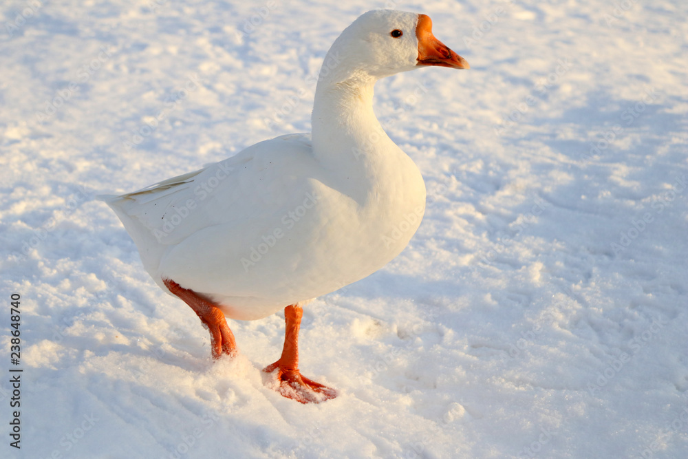 White Goose with Orange Feet and Bill Standing in Snow White Goose with Orange Feet and Bill Standing in Snow