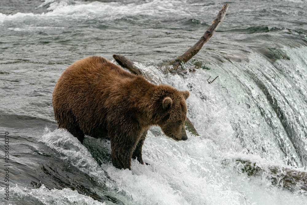Dark Brown Grizzly Bear at the Top of Waterfall Dark Brown Grizzly Bear at the Top of Waterfall