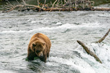 Dark Brown Grizzly Bear at the Top of Waterfall