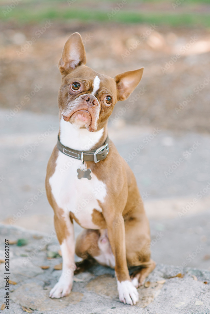 Pet Boston Terrier has a confused look with a tilted head